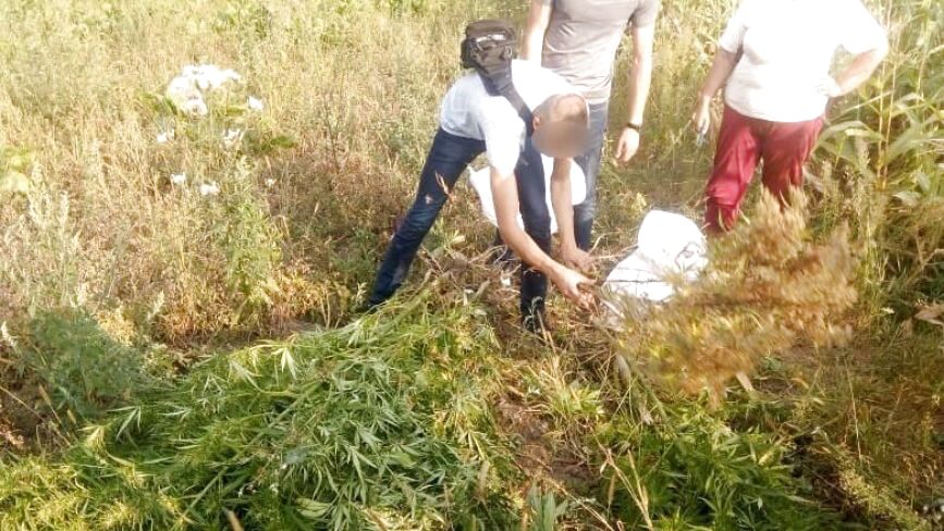 На Хмельниччині у 63-річної жінки знайшли 27 кущів коноплі