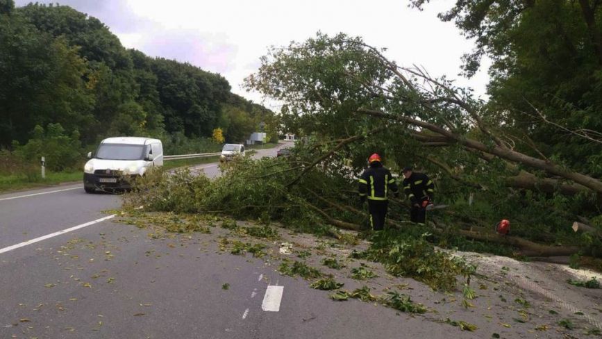 Неподалік Хмельницького негода повалила дерево на дорогу