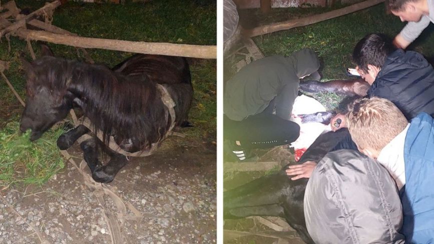 Втеча водія і кінь, якого залишили вмирати: деталі ДТП в Гречанах