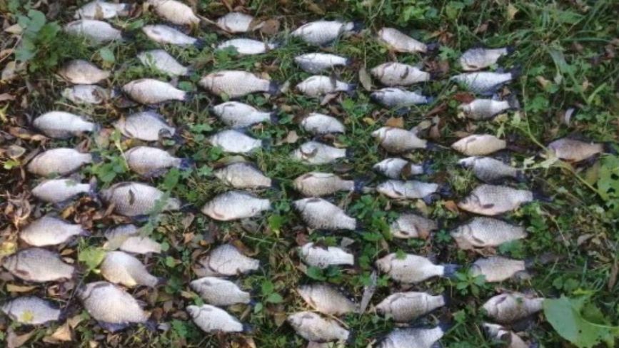 У Летичеві браконьєр наловив риби на 96 тисяч гривень