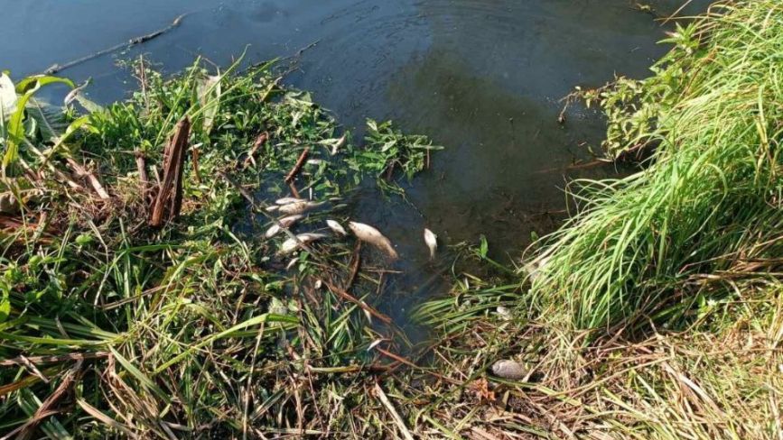 У річці в Хмельницькому районі виявили загибель понад 900 риб