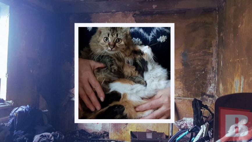З палаючої квартири у Старокостянтинові врятували собак і котів: як можна допомогти