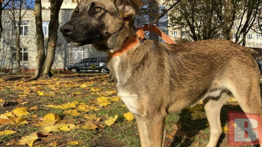 Що робити, якщо знайшли собаку чи цуценя в Хмельницькому? Реальна історія та інструкція