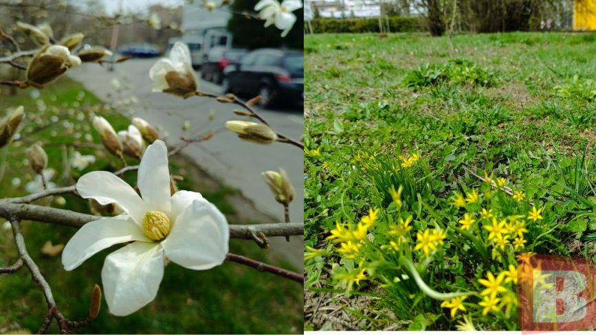 Шафрани, магнолія і горицвіт: як виглядає весняний ботанічний сад ХНУ (РЕПОРТАЖ)