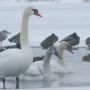 На озері у Дубовому ледь не замерзло дві сотні лебедів