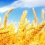 Хмельниччина є лідером в Україні по урожайності зерна