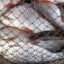 У Новоушицькому районі спіймали браконьєра зі 134 кілограмами риби