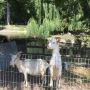 У міськраді відмовилися закривати зоокуточок у парку Чекмана