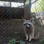 “Запаси вичерпалися”: як карантин вплинув на життя тварин в зоокутках Хмельницького