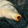 На Хмельниччині браконьєри виловили риби на понад 20 тисяч гривень
