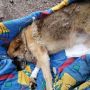 В центрі Хмельницького від отруєнь померли собаки: підозрюють догхантерів