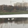 У Хмельницькому замерзають водойми: що буде з лебедями на Озерній