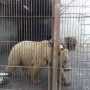 П'ятьох ведмедів Пальохіна забрали до реабілітаційного центру
