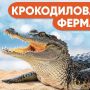 Єдина в Україні «Крокодилова ферма» у Хмельницькому (Новини компаній)