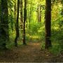 На Хмельниччині  державі  повернули недобудову на території лісового заказника