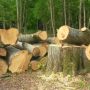 Понад 700 тисяч гривень за зрубаний ліс: Укрзалізниця сплатила за шкоду, завдану Волочиській громаді