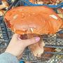 На Хмельниччині “вполювали” 200 кілограмів білих грибів (ФОТО)