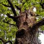 На Хмельниччині росте 600-літній дуб (ФОТО)