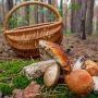 На Кам’янеччині жінка заблукала в лісі, коли збирала гриби