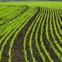 На Хмельниччині аграрії поступово відмовляються від міндобрив і пестицидів