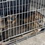 Люди жалілися: на Кам’янеччині стерилізували бездомних собак