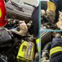 У полоні автомобіля: в Хмельницькому надзвичайники рятували кота