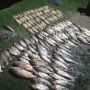 На Хмельниччині браконьєри наловили риби на понад півмільйона