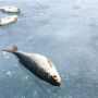 Двоє рибалок на Хмельниччині провалилися під лід: вижив один