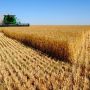 Привласнення пшениці на 22,9 мільйона. Підозрюють керівників держпідприємства та фірми на Хмельниччині