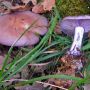 На Хмельниччині 7 чоловіків отруїлися грибами