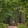 На Хмельниччині 402 гектари лісу незаконно вибули з власності держави