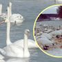 Сотні лебедів знайшли прихисток на зиму в Ізяславській громаді (ВІДЕО)