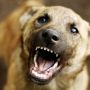 Штраф за вигул собаки без намордника: судили жительку Хмельниччини