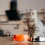 Як обрати корм для котів: поради та рекомендації (новини компаній)