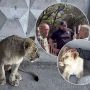 У приватний зоокуток в Хмельницькому привезли левів. Почався конфлікт між волонтерами й власником