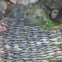 Наловили риби на мільйон гривень: на Хмельниччині затримали браконьєрів