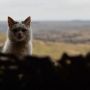 На Хмельниччині рятувальники дістали кота із колодязя (ВІДЕО)