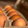 7 фактів про куряче яйце, які ви могли не знати