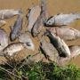 У Хмельницькій АЕС прокоментували ситуацію з мертвою рибою у водоймі-охолоджувачі