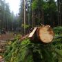 Незаконну вирубку лісів на Хмельниччині зафіксували екологи