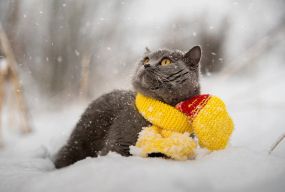 Десь – сніг, десь – дощ: погода на Хмельниччині 29  листопада