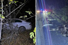 На Кам’янеччині авто врізалось у лося: водій і дика тварина загинули на місці