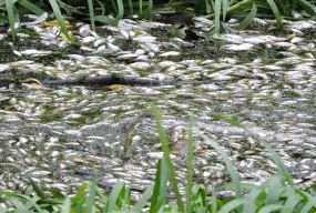 Що відомо про компанії, які фігурують у справі отруєння річки Плоска