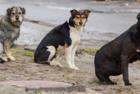 Живе в наметі з сімома собаками у Хмельницькому: історія 40-річного Євгенія
