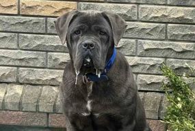 Із дронами та ДСНС: у Хмельницькому понад тиждень шукають собаку Беллу