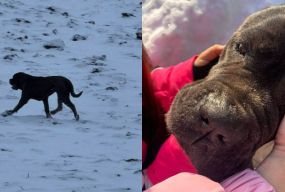 Знайшли собаку Беллу, яка загубилася 30 грудня