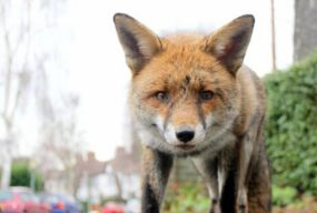 «Здорова лисиця до людей не піде»: фахівці попередили хмельничан про ризик сказу