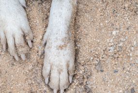 Жителю Хмельниччини, який викинув той-тер’єра з вікна, загрожує до 8 років