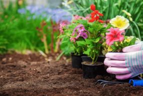 Насіння, розсада, саджанці: у Хмельницькому проведуть квітковий ярмарок