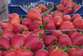 Перша українська полуниця: за скільки продають у Хмельницькому